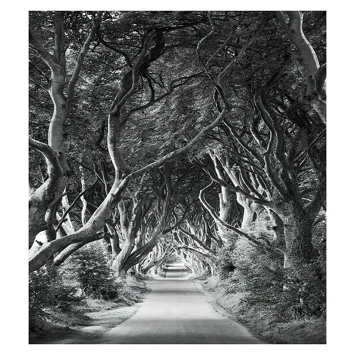 Komar Stefan Hefele Edition 2 Fototapete Forevenue - 5 -tlg., B x H: 250 x 280 cm, Vlies - Die dunkle Hecke in Nordirland mit majestätischen Buchen, die eine Tunnelperspektive über der Straße bilden. Mystische Landschaft in Schwarzweiß.