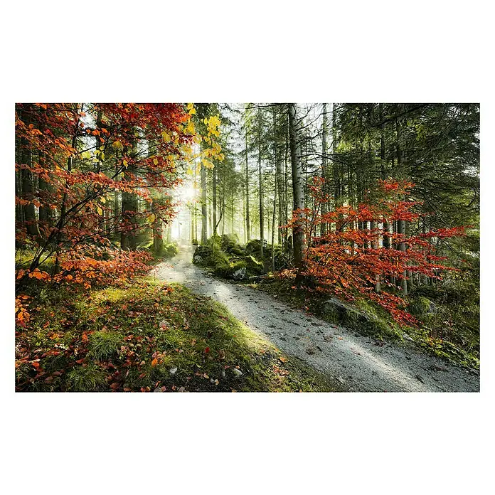 Komar Stefan Hefele Edition 2 Fototapete Feuerzungen - 9 -tlg., B x H: 450 x 280 cm, Vlies - Herbstlicher Waldweg mit bunten Blättern und Sonnenschein, der durch die Bäume scheint. Natur pur für Wanderer und Genießer.