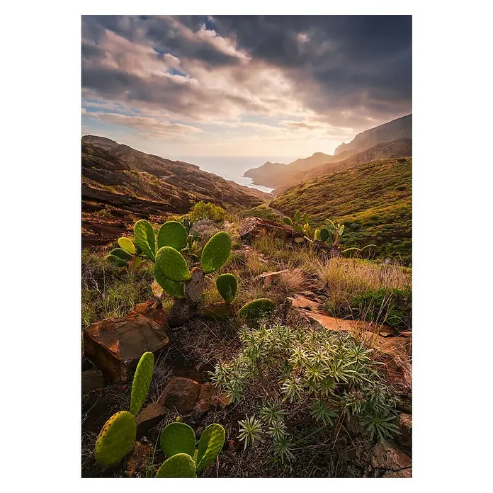 Komar Stefan Hefele Edition 2 Fototapete Warmes Licht - 4 -tlg., B x H: 200 x 280 cm, Vlies - Landschaft mit Kakteen im Vordergrund, Blick auf das Meer und bewölkten Himmel, die malerische und natürliche Schönheit hervorhebt.