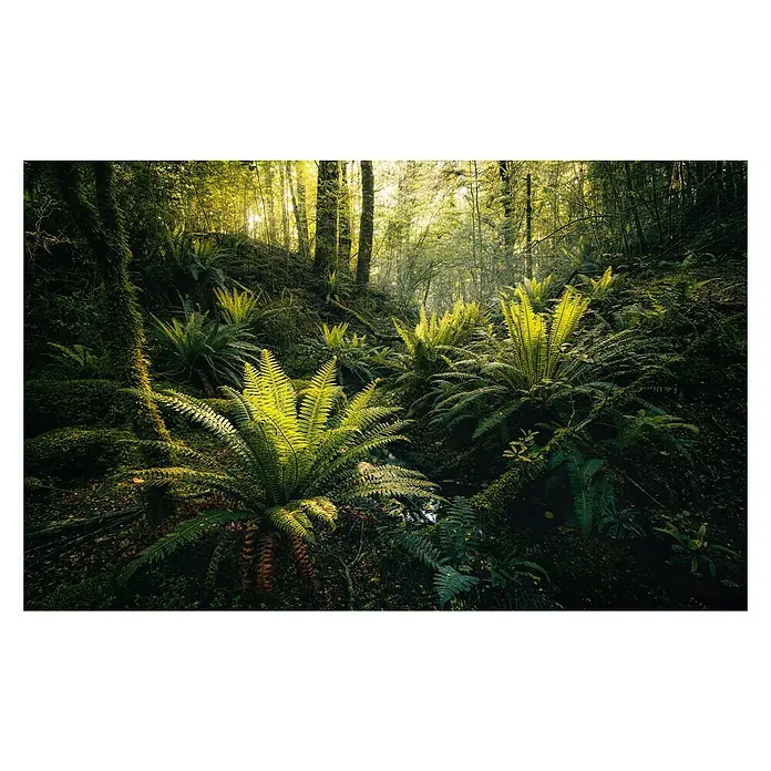 Komar Stefan Hefele Edition 2 Fototapete Fjordland Woods - 9 -tlg., B x H: 450 x 280 cm, Vlies - Detailaufnahme von Farnen im Wald, hervorgehoben durch das einfallende Licht, das die Textur und Form betont.