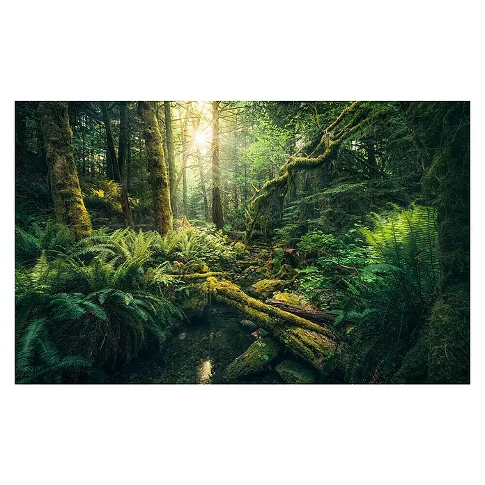 Komar Stefan Hefele Edition 2 Fototapete Elves Cathedral - 9 -tlg., B x H: 450 x 280 cm, Vlies - Üppiger Wald mit viel Grün, Moos und Farnen, durch den die Sonnenstrahlen dringen. Ein natürliches Paradies für Wanderer und Naturliebhaber.