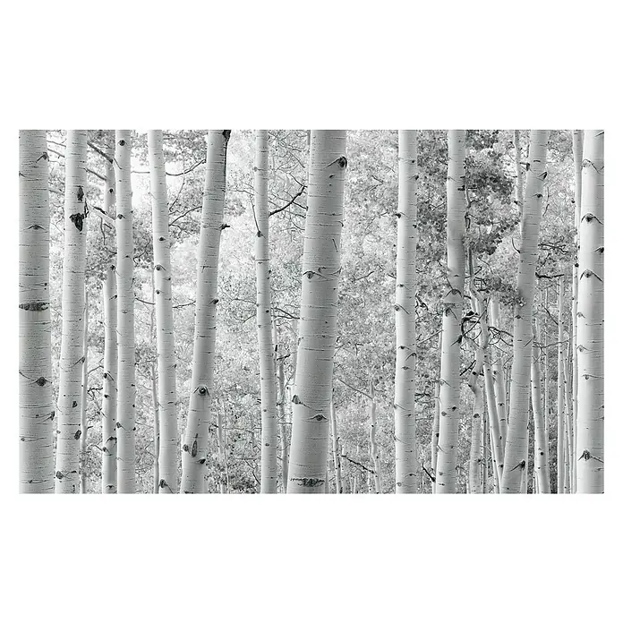 Komar Stefan Hefele Edition 2 Fototapete Espenwald - 9 -tlg., B x H: 450 x 280 cm, Vlies - Schwarz-Weiß-Foto von Birkenstämmen, die einen ruhigen Wald mit ihren schlanken, weißen Stämmen und zarten Ästen dominieren.