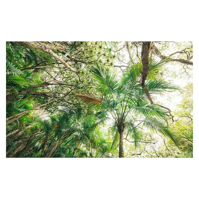 Komar Stefan Hefele Edition 2 Fototapete Touch the Jungle - 9 -tlg., B x H: 450 x 280 cm, Vlies - Dichtes Blätterdach mit Palmen und Bäumen, die sich zum hellen Himmel erstrecken. Ein üppiges, grünes Paradies.