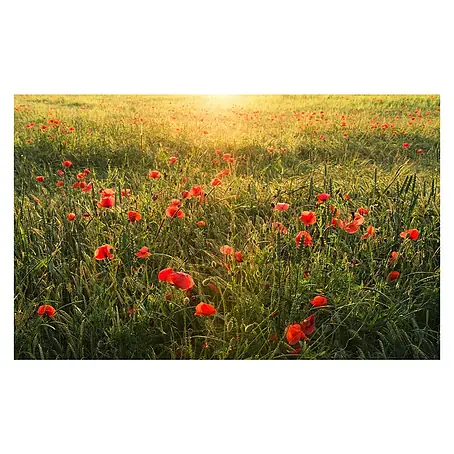 Komar Stefan Hefele Edition 2 Fototapete Poppy World