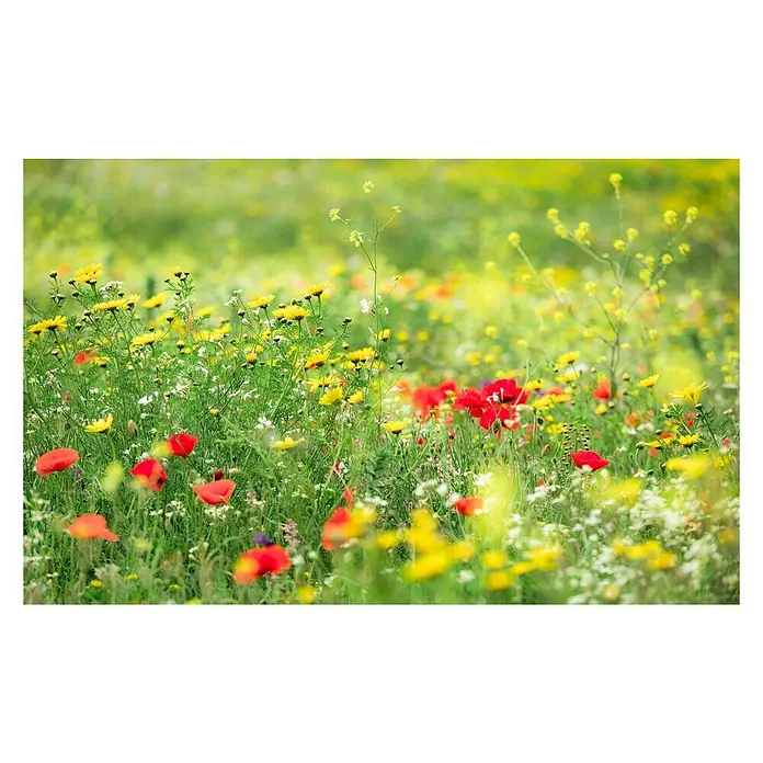 Komar Stefan Hefele Edition 2 Fototapete Wiesenzauber II - 9 -tlg., B x H: 450 x 280 cm, Vlies - Lebendige Blumenwiese mit roten Mohnblumen, gelben Gänseblümchen und grünen Gräsern. Die Farben sind intensiv und die Szene wirkt idyllisch.