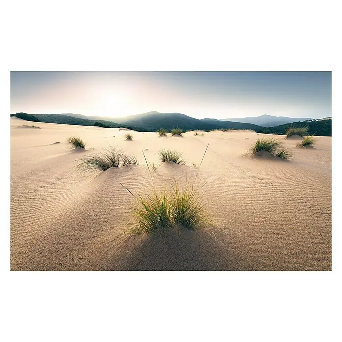 Komar Stefan Hefele Edition 2 Fototapete Vived Dunes - 9 -tlg., B x H: 450 x 280 cm, Vlies - Wüstenlandschaft mit Grasbüscheln und Dünen im warmen Licht, die die Schönheit der Natur betont.
