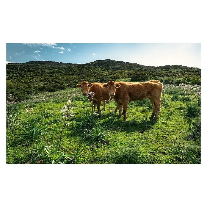 Komar Stefan Hefele Edition 2 Fototapete Kuhparadies - 9 -tlg., B x H: 450 x 280 cm, Vlies - Zwei braune Kühe grasen auf einer saftig grünen Wiese mit Blick auf die Hügel. Die jungen Rinder schauen aufmerksam in die Kamera.