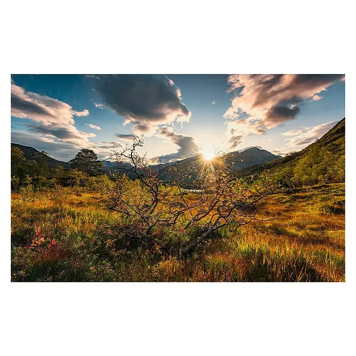 Komar Stefan Hefele Edition 2 Fototapete Norwegische Herbstwelten - 9 -tlg., B x H: 450 x 280 cm, Vlies - Sonniger Ausblick auf eine Hügellandschaft mit einer markanten Pflanze im Vordergrund, die die Szene hervorhebt.