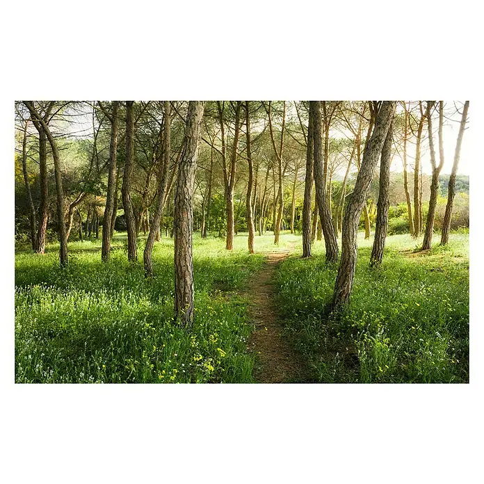Komar Stefan Hefele Edition 2 Fototapete Blütenzauberwald - 9 -tlg., B x H: 450 x 280 cm, Vlies - Lichtdurchfluteter Waldweg mit üppigem Grün und hohen Bäumen, der zu einem idyllischen Ausflug in die Natur einlädt. Entdecken Sie die Ruhe des Waldes!