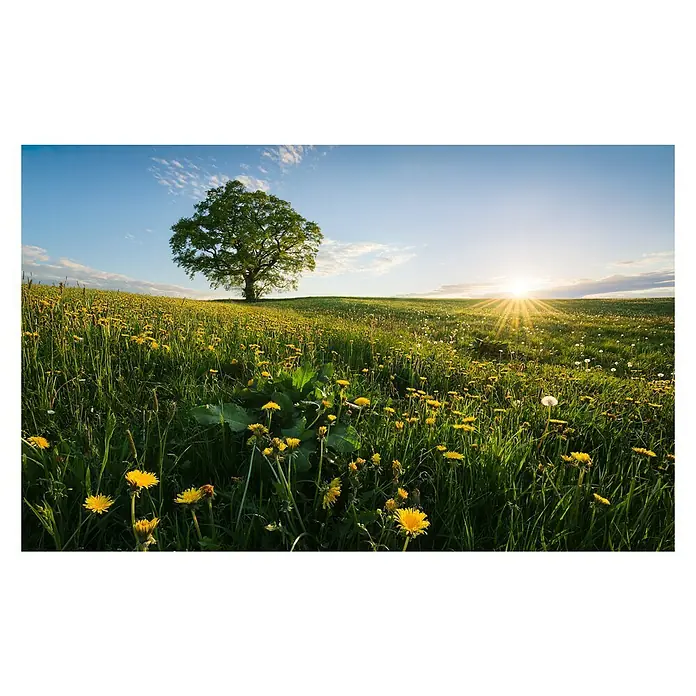 Komar Stefan Hefele Edition 2 Fototapete Frühling auf dem Land - 9 -tlg., B x H: 450 x 280 cm, Vlies - Ein strahlendes Feld mit gelben Blumen und einem einzelnen Baum unter einem sonnigen Himmel. Die Natur in voller Pracht.