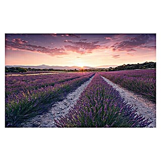 Komar Stefan Hefele Edition 2 Fototapete Lavender Dream (9 -tlg., B x H: 450 x 280 cm, Vlies)