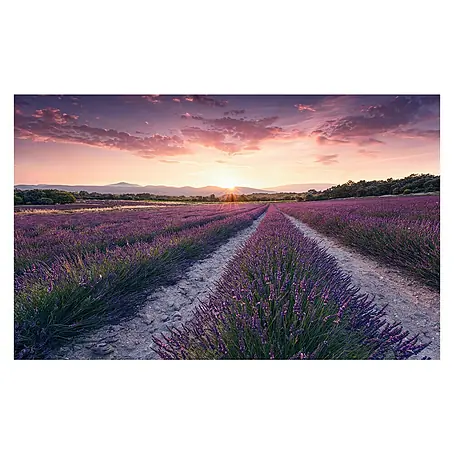 Komar Stefan Hefele Edition 2 Fototapete Lavender Dream