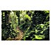 Komar Stefan Hefele Edition 1 Fototapete Path of Dreams 