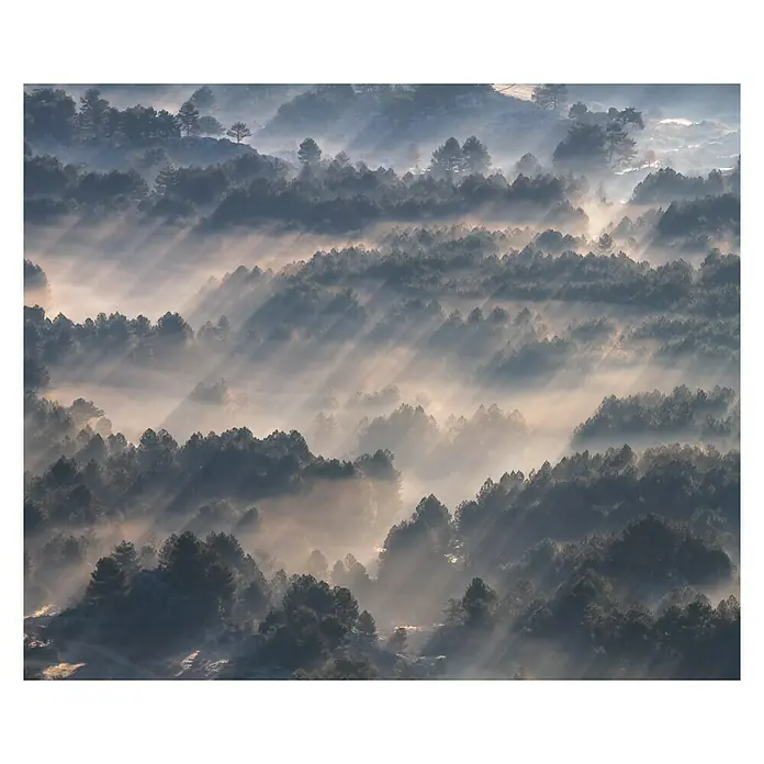Komar Pure Fototapete Rays - 3 -tlg., B x H: 300 x 250 cm, Vlies - Dichte Nebelschwaden durchziehen einen dichten Wald und erzeugen eine mystische Atmosphäre, während Sonnenstrahlen die Bäume durchbrechen.