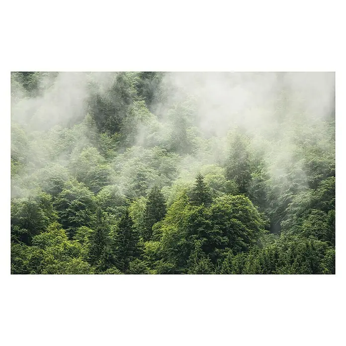 Komar Stefan Hefele Edition 1 Fototapete Forest Land - 4 -tlg., B x H: 400 x 250 cm, Vlies - Nebelverhangener Wald: Dichte grüne Bäume verschmelzen mit sanftem Nebel, eine mystische Waldszene.