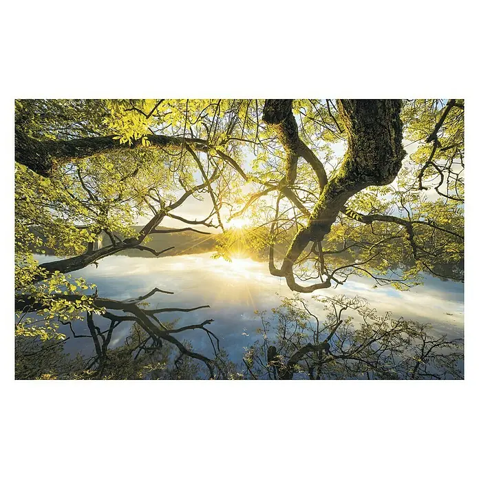 Komar Stefan Hefele Edition 1 Fototapete Golden Embrace - 4 -tlg., B x H: 400 x 250 cm, Vlies - Strahlende Sonne durch Baumkronen am See. Das Lichtspiel und die Spiegelung im Wasser erzeugen eine idyllische Szene, die Ruhe und Frieden ausstrahlt.