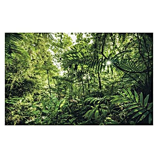 Komar Stefan Hefele Edition 1 Fototapete Into the Jungle (4 -tlg., B x H: 400 x 250 cm, Vlies)