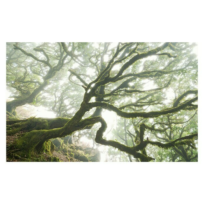 Komar Pure Fototapete The Forgotten Forest (4-tlg., 400 x 250 cm, Vlies)