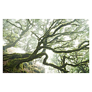 Komar Pure Fototapete The Forgotten Forest (4 -tlg., B x H: 400 x 250 cm, Vlies)