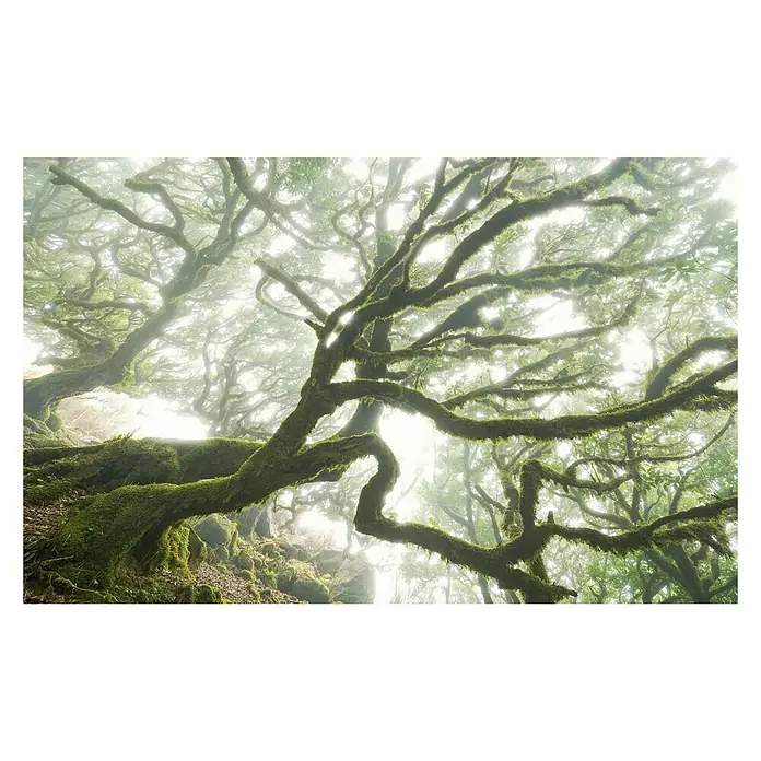 Komar Pure Fototapete The Forgotten Forest - 4 -tlg., B x H: 400 x 250 cm, Vlies - Moosbewachsene Äste im Nebelwald. Ein mystischer, grüner Anblick mit verzauberter Atmosphäre und einzigartiger Natur.