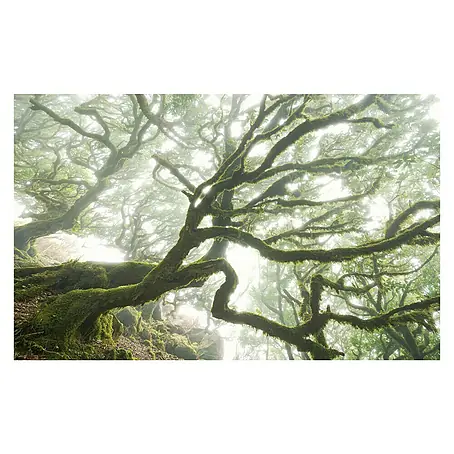 Komar Pure Fototapete The Forgotten Forest