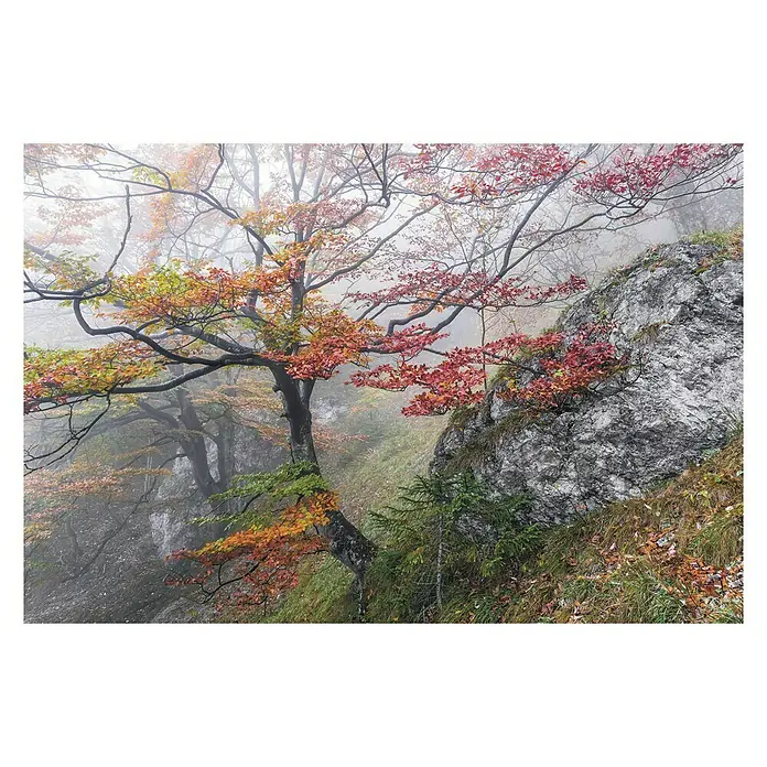 Komar Stefan Hefele Edition 1 Fototapete Euphoria - 3 -tlg., B x H: 300 x 200 cm, Vlies - Herbstliche Waldszene mit buntem Baum und Felsen im Nebel. Die herbstlichen Farben dominieren die malerische Landschaft.