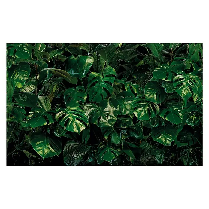 Komar Pure Fototapete Tropical Wall - 3 -tlg., B x H: 400 x 250 cm, Vlies - Nahaufnahme einer üppigen Sammlung von Monstera-Blättern in einem dichten, grünen Dschungel, die eine ruhige und natürliche Atmosphäre schaffen.