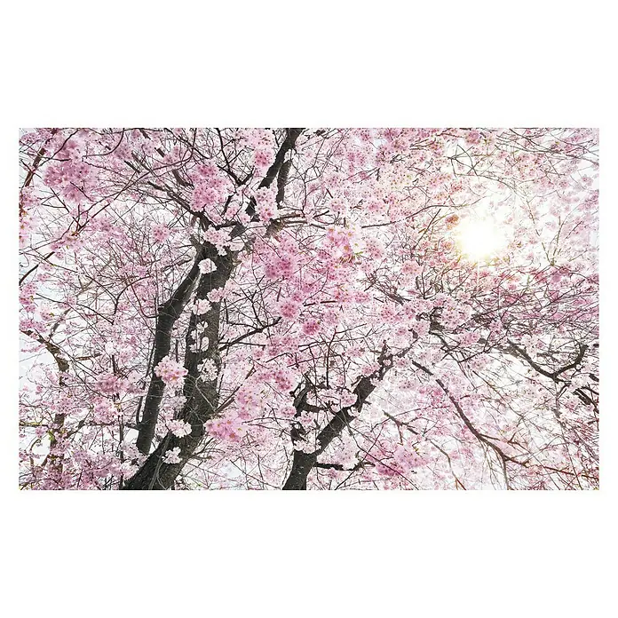 Komar Stefan Hefele Edition 1 Fototapete Bloom - 4 -tlg., B x H: 400 x 250 cm, Vlies - Rosa Blütenbaum, der sich der Sonne entgegenstreckt. Die zarten Blütenblätter fangen das Licht ein und strahlen eine ruhige Schönheit aus.