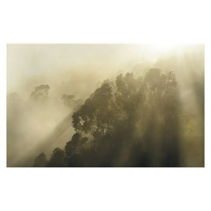 Komar Stefan Hefele Edition 1 Fototapete Misty Mountain - 4 -tlg., B x H: 400 x 250 cm, Vlies - Nebelverhangener Wald mit Bäumen, durch die Sonnenstrahlen dringen, erzeugt eine ruhige und mystische Szene.