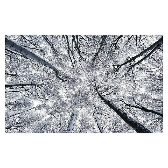 Komar Stefan Hefele Edition 1 Fototapete Up - 4 -tlg., B x H: 400 x 250 cm, Vlies - Blick in den winterlichen Himmel durch schneebedeckte Baumkronen, die ein filigranes Muster aus Ästen und Zweigen bilden.