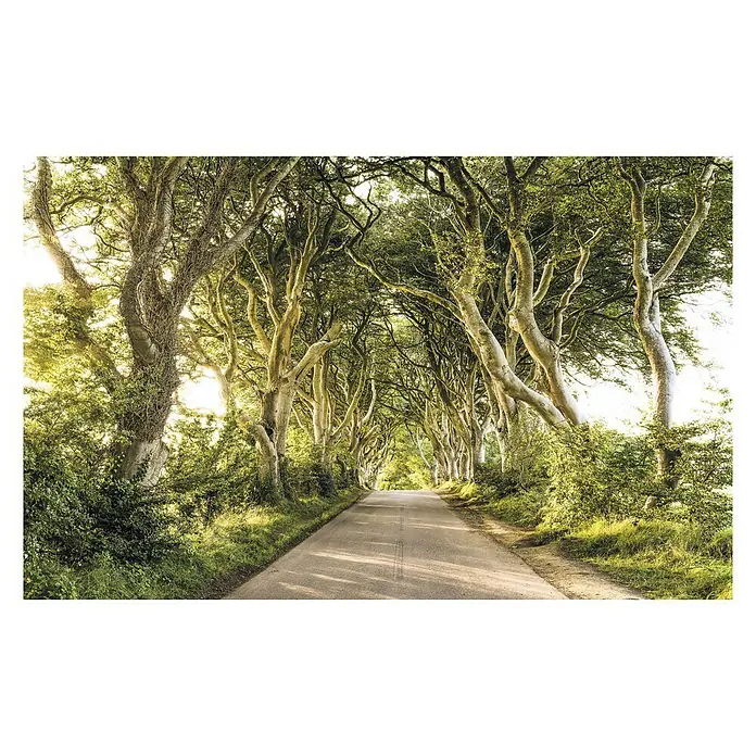 Komar Stefan Hefele Edition 1 Fototapete Golden Hedges - 4 -tlg., B x H: 400 x 250 cm, Vlies - Baumallee mit Straßenblick: Die imposanten Bäume bilden ein grünes Dach über der Straße und sorgen für eine einzigartige Atmosphäre.