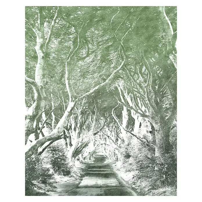 Komar Infinity Fototapete Alley Graphite - 2 -tlg., B x H: 200 x 250 cm, Vlies - Baumallee mit Ästen, die sich über einer Straße in einem Grünton kreuzen, ein malerischer und stimmungsvoller Anblick.
