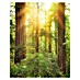 Komar Stefan Hefele Edition 1 Fototapete Redwood 