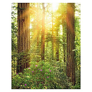 Komar Stefan Hefele Edition 1 Fototapete Redwood (2 -tlg., B x H: 200 x 250 cm, Vlies)