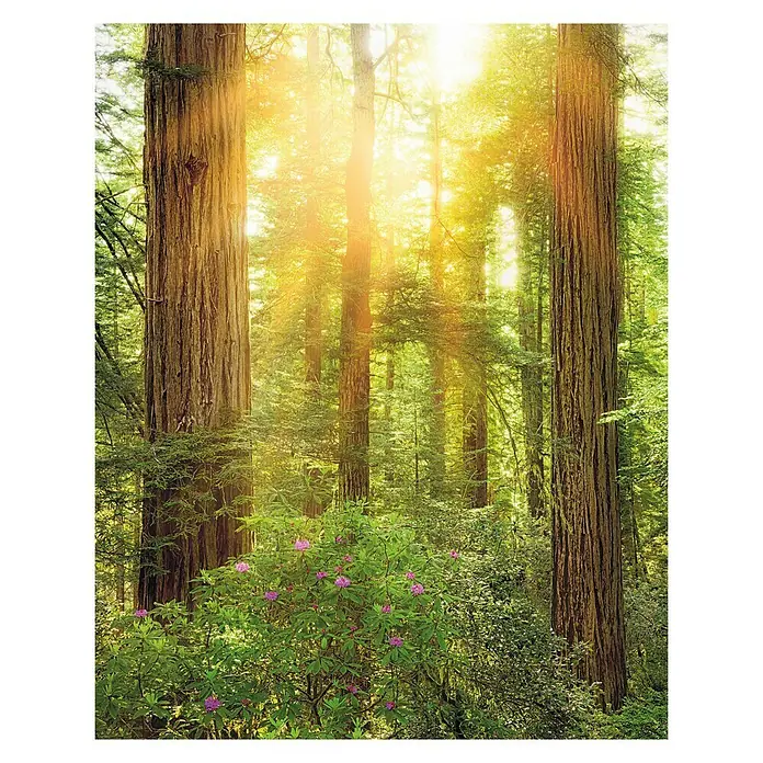 Komar Stefan Hefele Edition 1 Fototapete Redwood - 2 -tlg., B x H: 200 x 250 cm, Vlies - Märchenhafter Wald mit Sonnenstrahlen, die zwischen den hohen Bäumen hindurchscheinen und blühenden Büschen im Vordergrund.
