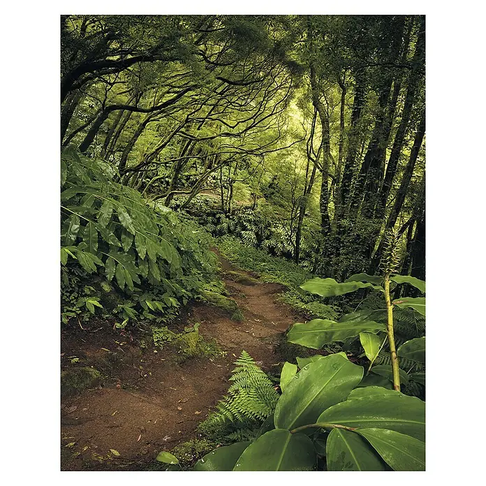 Komar Stefan Hefele Edition 1 Fototapete The Path - 2 -tlg., B x H: 200 x 250 cm, Vlies - Dschungelpfad mit üppigem Grün. Der Weg schlängelt sich durch den Wald, gesäumt von Farnen und tropischen Pflanzen.