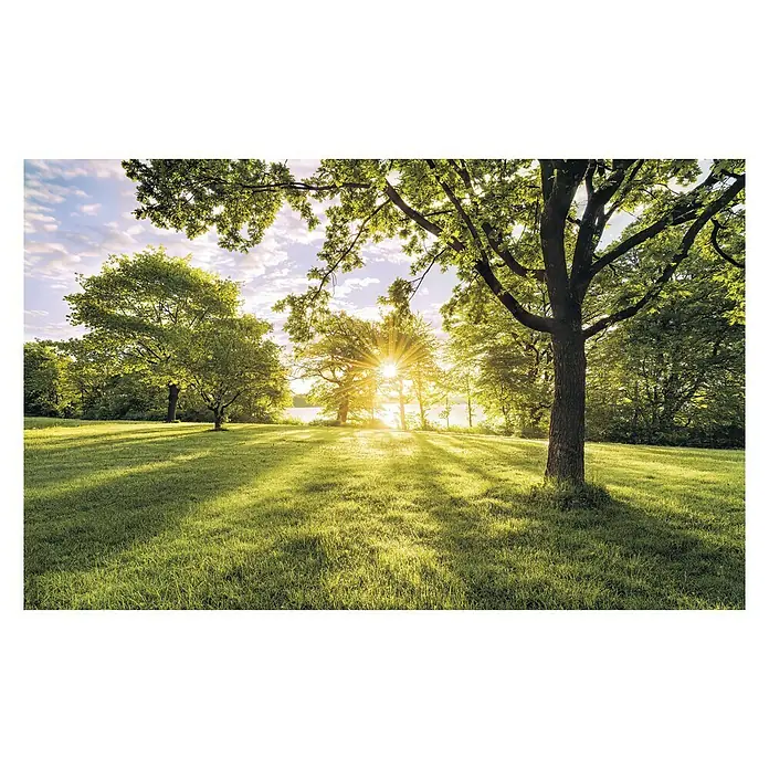 Komar Stefan Hefele Edition 1 Fototapete Golden Moment - 4 -tlg., B x H: 400 x 250 cm, Vlies - Sonnendurchflutete grüne Wiese mit Bäumen, die Schatten spenden. Ein idyllisches Landschaftsbild für Entspannung und Naturgenuss.