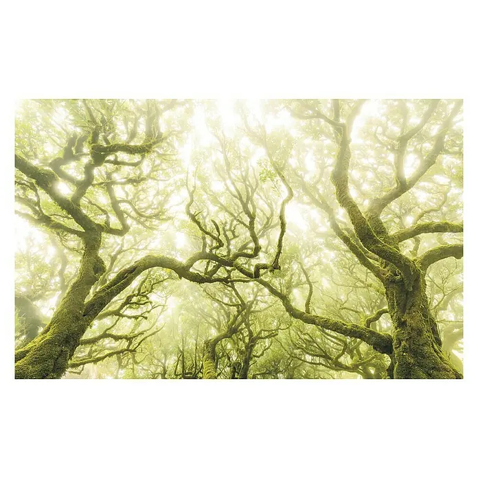 Komar Stefan Hefele Edition 1 Fototapete Green Fire - 4 -tlg., B x H: 400 x 250 cm, Vlies - Nebelverhangener Wald mit moosbewachsenen Bäumen, die eine mystische und ruhige Atmosphäre schaffen.