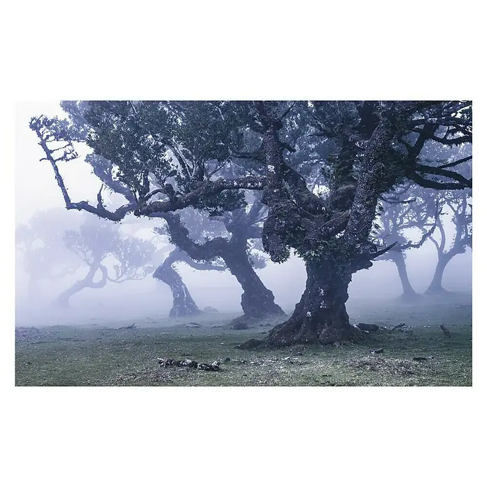 Komar Stefan Hefele Edition 1 Fototapete Ghost Line - 4 -tlg., B x H: 400 x 250 cm, Vlies - Mystische Bäume im Nebelwald: Eine stimmungsvolle Szene mit knorrigen Bäumen, die im dichten Nebel verschwinden.