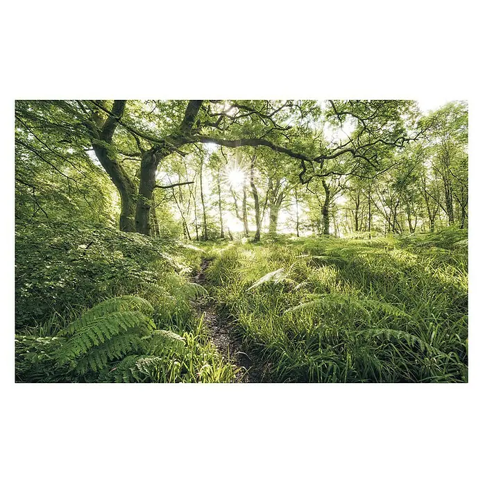 Komar Stefan Hefele Edition 1 Fototapete Mystic Path - 4 -tlg., B x H: 400 x 250 cm, Vlies - Lichtdurchfluteter Waldweg mit üppigem Grün und durchscheinender Sonne. Eine idyllische Naturszene für Entspannung und Ruhe.