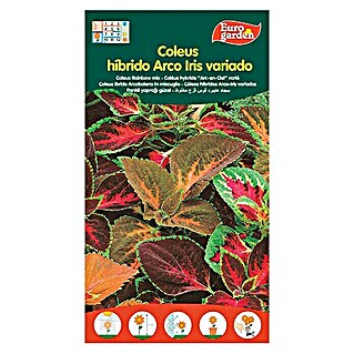Euro Garden Semillas de flores Coleus Hibrido Arcoiris (Época de floración: Junio)
