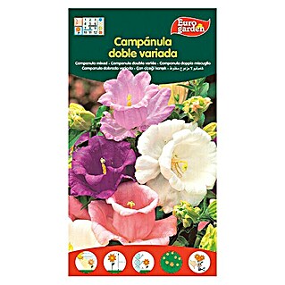 Euro Garden Semillas de flores Campanilla Campanula doble variada (Época de floración: Marzo)