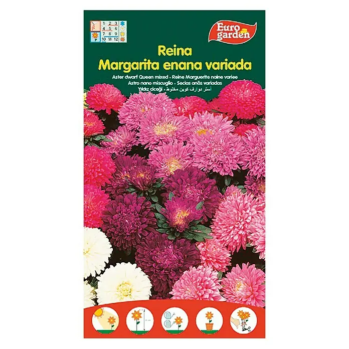 Euro Garden Semillas de flores Reina Margarita enena variada - Época de floración: Junio - Paquete de semillas Reina Margarita Enana Variada, una mezcla de áster enano para macizos de flores y bordes de jardín coloridos.