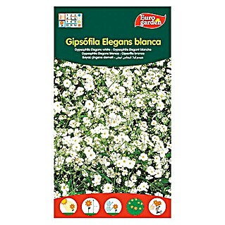 Euro Garden Semillas de flores Gipsofila Elegans (Época de floración: Marzo)
