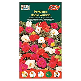 Euro Garden Semillas de flores Portulaca Doble Variada (Época de floración: Junio)