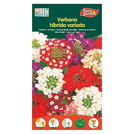 Euro Garden  Semillas de flores Verbena Hibrida Variada