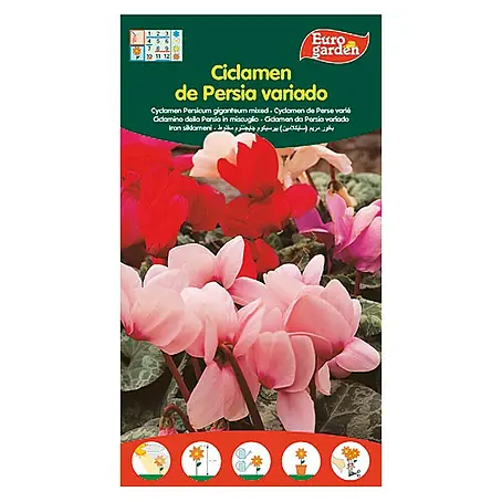 Euro Garden  Semillas de flores Ciclamen Persia