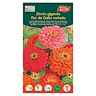 Euro Garden Semillas de flores Zinnia Flor de Dalia (Época de floración: Junio)