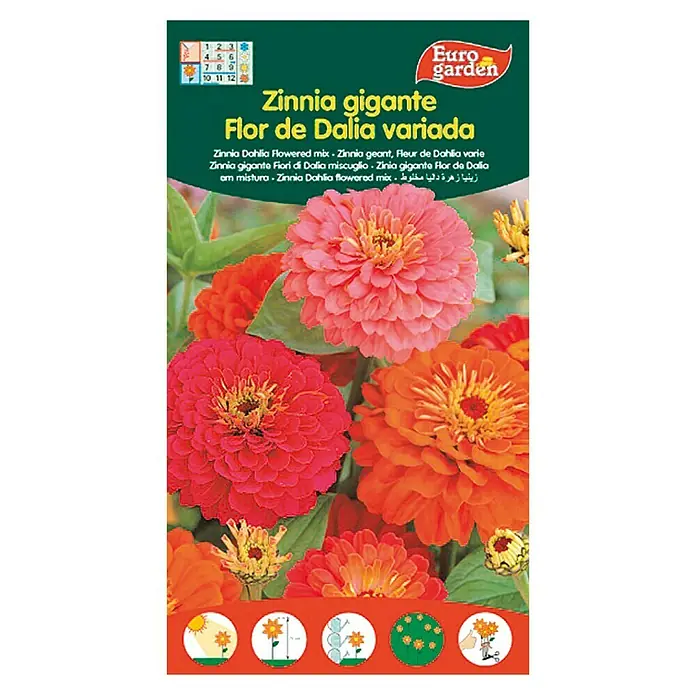 Euro Garden Semillas de flores Zinnia Flor de Dalia - Época de floración: Junio - Paquete de semillas de Zinnia gigante 'Flor de Dalia variada' con flores de dalia coloridas.