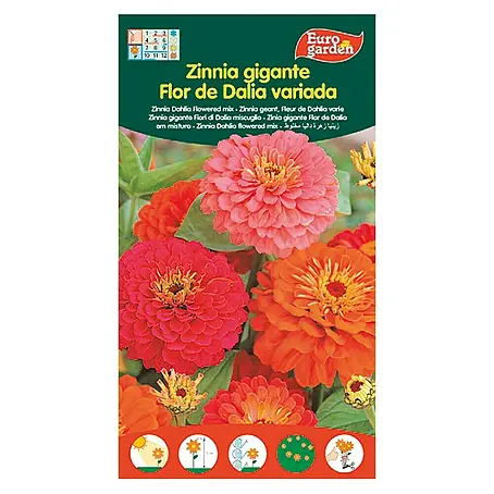 Euro Garden  Semillas de flores Zinnia Flor de Dalia